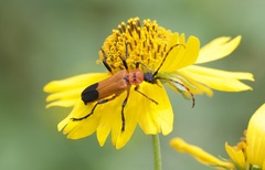 Chauliognathus profundus