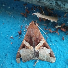 Melipotis fasciolaris