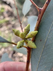 Myrtoideae