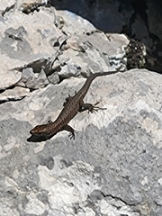 Algyroides nigropunctatus