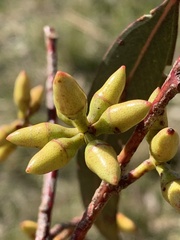 Myrtoideae