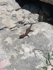 Algyroides nigropunctatus