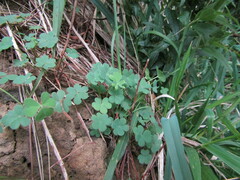 Oxalis gyrorhiza
