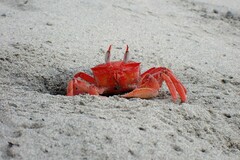 Ocypode gaudichaudii