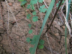 Oxalis gyrorhiza