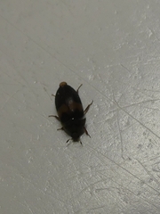 Attagenus fasciatus