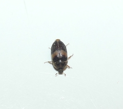 Attagenus fasciatus