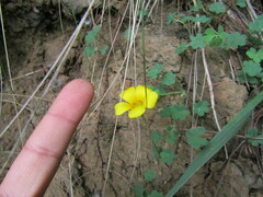 Oxalis gyrorhiza