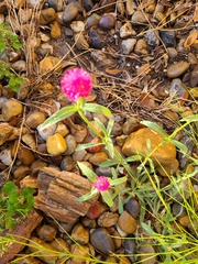 Gomphrena
