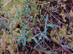 Trifolium willdenovii