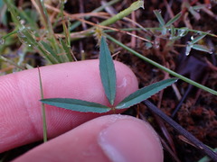 Trifolium willdenovii