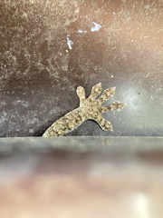 Gekko japonicus