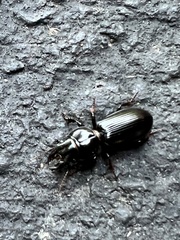 Scarites subterraneus