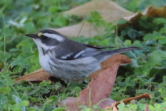 Setophaga nigrescens