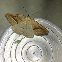 Petrophora chlorosata