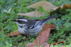 Setophaga nigrescens