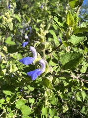 Salvia ballotiflora