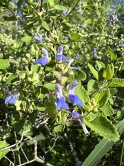 Salvia ballotiflora