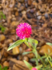Gomphrena