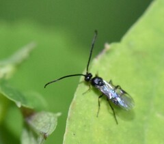 Braconidae