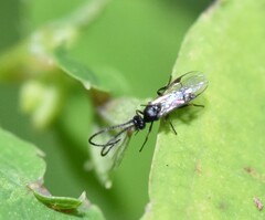 Braconidae