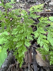 Aspidotis meifolia
