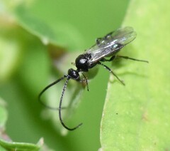 Braconidae