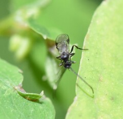 Braconidae