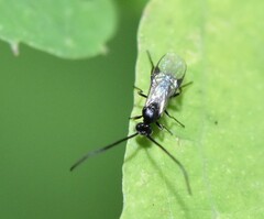 Braconidae