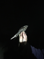 Caprimulgus europaeus