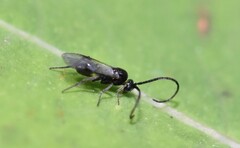 Braconidae