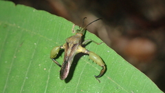 Meropachyini