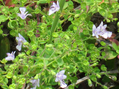 Trichostema nesophilum