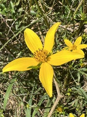 Bidens aristosa