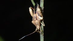 Meropachyini