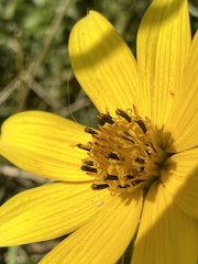 Bidens aristosa