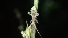 Meropachyini