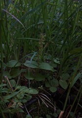 Neottia convallarioides