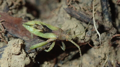 Meropachyini