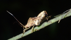 Meropachyini