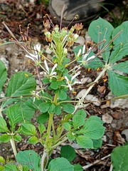 Cleome gynandra