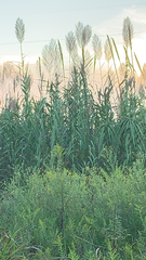 Arundo donax