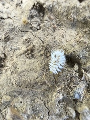 Cryptolaemus