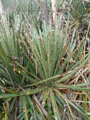 Puya alpestris