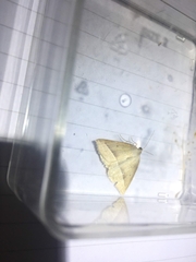 Petrophora chlorosata