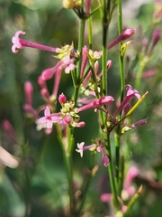 Asperula