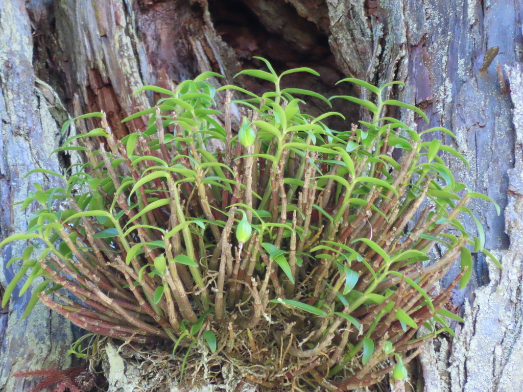Dendrobium moniliforme