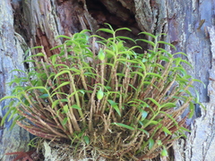 Dendrobium moniliforme
