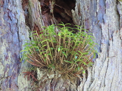 Dendrobium moniliforme