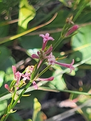 Asperula